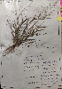  (Eragrostis gangetica - EG)  @11 [ ] c (2022) Department of biotechnology Fergusson college