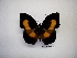  (Catonephele acontius - DZ 19.898)  @14 [ ] Unspecified (default): All Rights Reserved  Unspecified Unspecified
