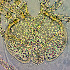  ( - 1. CG2020_8)  @11 [ ] CreativeCommons - Attribution Share-Alike (2021) Unspecified Department of Biology, Faculty of Sciences and Mathematics, Podgorica