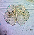  (Atractides milosevici - 40. M19_29A_1_G4)  @11 [ ] CreativeCommons - Attribution Share-Alike (2021) Unspecified Department of Biology, Faculty of Sciences and Mathematics, Podgorica