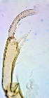  ( - 40. M19_29A_1_G4)  @11 [ ] CreativeCommons - Attribution Share-Alike (2021) Unspecified Department of Biology, Faculty of Sciences and Mathematics, Podgorica