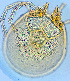  ( - 42. M19_29A_5_G6)  @11 [ ] CreativeCommons - Attribution Share-Alike (2021) Unspecified Department of Biology, Faculty of Sciences and Mathematics, Podgorica