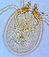  ( - 15. CG2019_7 B12)  @11 [ ] CreativeCommons - Attribution Share-Alike (2021) Unspecified Department of Biology, Faculty of Sciences and Mathematics, Podgorica