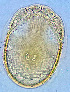  ( - 15. CG2019_7 B12)  @11 [ ] CreativeCommons - Attribution Share-Alike (2021) Unspecified Department of Biology, Faculty of Sciences and Mathematics, Podgorica