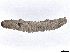  ( - BIOUG60803-A10)  @11 [ ] CreativeCommons - Attribution (2021) CBG Photography Group Centre for Biodiversity Genomics