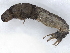  ( - BIOUG60803-E08)  @11 [ ] CreativeCommons - Attribution (2021) CBG Photography Group Centre for Biodiversity Genomics