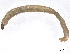  ( - BIOUG60803-F05)  @12 [ ] CreativeCommons - Attribution (2021) CBG Photography Group Centre for Biodiversity Genomics