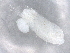 ( - BIOUG72928-B08)  @11 [ ] CreativeCommons - Attribution (2021) CBG Photography Group Centre for Biodiversity Genomics