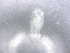  ( - BIOUG72928-B09)  @11 [ ] CreativeCommons - Attribution (2021) CBG Photography Group Centre for Biodiversity Genomics