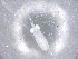  ( - BIOUG72928-C08)  @11 [ ] CreativeCommons - Attribution (2021) CBG Photography Group Centre for Biodiversity Genomics