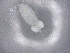  ( - BIOUG72928-E06)  @11 [ ] CreativeCommons - Attribution (2021) CBG Photography Group Centre for Biodiversity Genomics