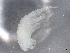  ( - BIOUG72930-D08)  @11 [ ] CreativeCommons - Attribution (2021) CBG Photography Group Centre for Biodiversity Genomics