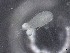  ( - BIOUG72930-H02)  @11 [ ] CreativeCommons - Attribution (2021) CBG Photography Group Centre for Biodiversity Genomics