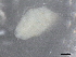  ( - BIOUG72932-A01)  @11 [ ] CreativeCommons - Attribution (2021) CBG Photography Group Centre for Biodiversity Genomics