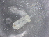  ( - BIOUG72932-A06)  @11 [ ] CreativeCommons - Attribution (2021) CBG Photography Group Centre for Biodiversity Genomics