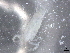  ( - BIOUG74682-A05)  @11 [ ] CreativeCommons - Attribution (2021) CBG Photography Group Centre for Biodiversity Genomics