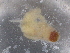  ( - BIOUG74682-D04)  @11 [ ] CreativeCommons - Attribution (2021) CBG Photography Group Centre for Biodiversity Genomics