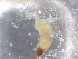  ( - BIOUG74682-D06)  @11 [ ] CreativeCommons - Attribution (2021) CBG Photography Group Centre for Biodiversity Genomics