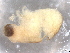  ( - BIOUG74682-D07)  @11 [ ] CreativeCommons - Attribution (2021) CBG Photography Group Centre for Biodiversity Genomics
