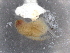  ( - BIOUG74682-D08)  @11 [ ] CreativeCommons - Attribution (2021) CBG Photography Group Centre for Biodiversity Genomics