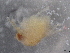  ( - BIOUG74682-D09)  @11 [ ] CreativeCommons - Attribution (2021) CBG Photography Group Centre for Biodiversity Genomics