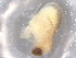  ( - BIOUG74682-D10)  @11 [ ] CreativeCommons - Attribution (2021) CBG Photography Group Centre for Biodiversity Genomics