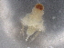  ( - BIOUG74682-D12)  @11 [ ] CreativeCommons - Attribution (2021) CBG Photography Group Centre for Biodiversity Genomics