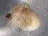  ( - BIOUG74682-E01)  @11 [ ] CreativeCommons - Attribution (2021) CBG Photography Group Centre for Biodiversity Genomics