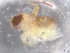  ( - BIOUG74682-E02)  @11 [ ] CreativeCommons - Attribution (2021) CBG Photography Group Centre for Biodiversity Genomics
