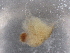  ( - BIOUG74682-E03)  @11 [ ] CreativeCommons - Attribution (2021) CBG Photography Group Centre for Biodiversity Genomics