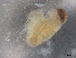  ( - BIOUG74682-G08)  @11 [ ] CreativeCommons - Attribution (2021) CBG Photography Group Centre for Biodiversity Genomics