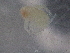  ( - BIOUG74685-H04)  @11 [ ] CreativeCommons - Attribution (2021) CBG Photography Group Centre for Biodiversity Genomics