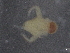  ( - BIOUG74685-H06)  @11 [ ] CreativeCommons - Attribution (2021) CBG Photography Group Centre for Biodiversity Genomics