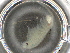  ( - BIOUG74688-D12)  @11 [ ] CreativeCommons - Attribution (2021) CBG Photography Group Centre for Biodiversity Genomics