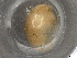  ( - BIOUG74690-H01)  @11 [ ] CreativeCommons - Attribution (2021) CBG Photography Group Centre for Biodiversity Genomics
