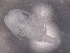  ( - BIOUG74693-B11)  @11 [ ] CreativeCommons - Attribution (2021) CBG Photography Group Centre for Biodiversity Genomics