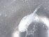  ( - BIOUG74693-C02)  @11 [ ] CreativeCommons - Attribution (2021) CBG Photography Group Centre for Biodiversity Genomics