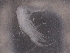  ( - BIOUG74693-E04)  @11 [ ] CreativeCommons - Attribution (2021) CBG Photography Group Centre for Biodiversity Genomics