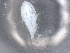  ( - BIOUG74693-E07)  @11 [ ] CreativeCommons - Attribution (2021) CBG Photography Group Centre for Biodiversity Genomics