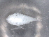  ( - BIOUG74693-F05)  @11 [ ] CreativeCommons - Attribution (2021) CBG Photography Group Centre for Biodiversity Genomics