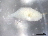  ( - BIOUG74693-H02)  @11 [ ] CreativeCommons - Attribution (2021) CBG Photography Group Centre for Biodiversity Genomics