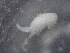  ( - BIOUG74696-E05)  @11 [ ] CreativeCommons - Attribution (2021) CBG Photography Group Centre for Biodiversity Genomics
