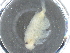  ( - BIOUG74696-G01)  @11 [ ] CreativeCommons - Attribution (2021) CBG Photography Group Centre for Biodiversity Genomics