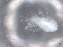  ( - BIOUG74698-B07)  @11 [ ] CreativeCommons - Attribution (2021) CBG Photography Group Centre for Biodiversity Genomics