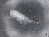  ( - BIOUG74698-B09)  @11 [ ] CreativeCommons - Attribution (2021) CBG Photography Group Centre for Biodiversity Genomics
