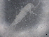  ( - BIOUG74698-B10)  @11 [ ] CreativeCommons - Attribution (2021) CBG Photography Group Centre for Biodiversity Genomics