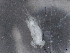  ( - BIOUG74698-B12)  @11 [ ] CreativeCommons - Attribution (2021) CBG Photography Group Centre for Biodiversity Genomics