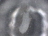  ( - BIOUG74698-E09)  @11 [ ] CreativeCommons - Attribution (2021) CBG Photography Group Centre for Biodiversity Genomics