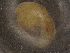  ( - BIOUG74698-H07)  @11 [ ] CreativeCommons - Attribution (2021) CBG Photography Group Centre for Biodiversity Genomics