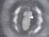  ( - BIOUG74700-E08)  @11 [ ] CreativeCommons - Attribution (2021) CBG Photography Group Centre for Biodiversity Genomics